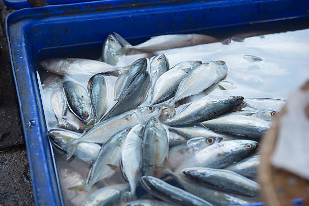 istock sardine, market 531064560