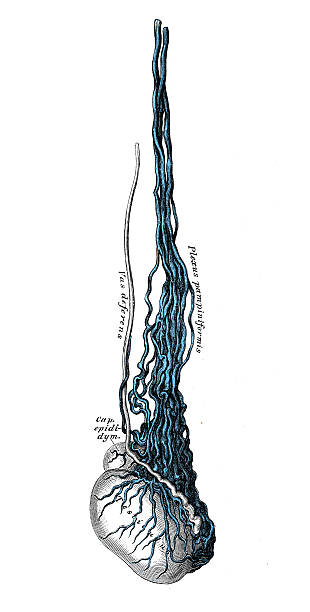 Human anatomy scientific illustrations: Testis veins Human anatomy scientific illustrations with latin/italian labels: Testis veins male reproductive system cross section stock illustrations