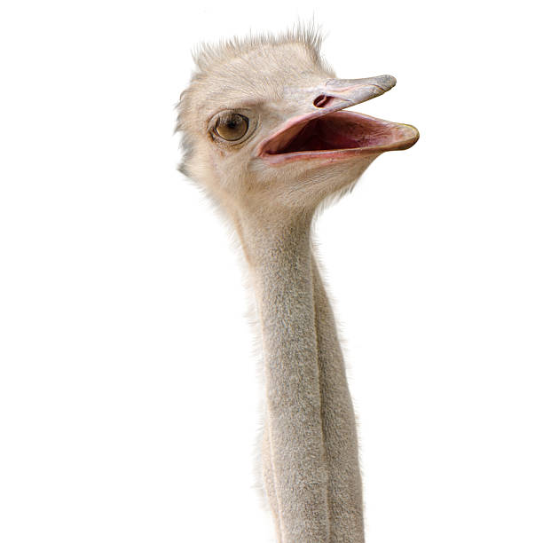 istock Ostrich face close up is on white background 531065966
