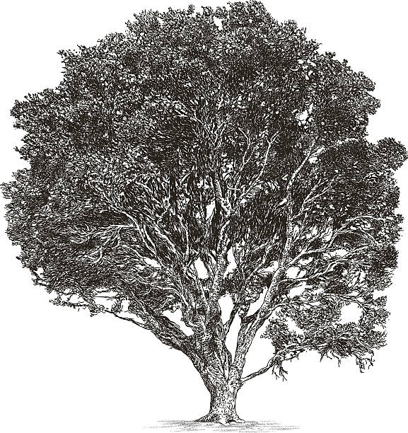 Oak Oak vector illustration. Additional EPS file contains the same image with lines in stroke form, allowing you to convert to a brush of your choosing. Colors are layered and grouped separately. Easily editable. hardwood tree stock illustrations