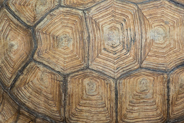 istock Texture of Sulcata Tortoise carapace 531066352