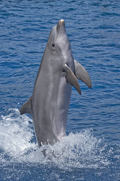 istock Close-up of jumping dolphin 531067476