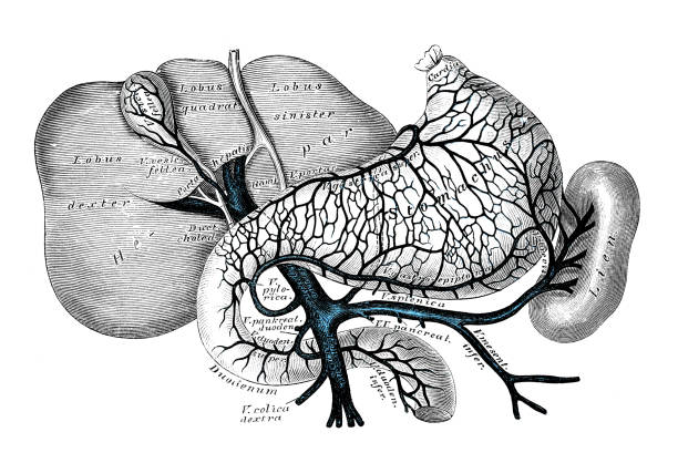 illustrations, cliparts, dessins animés et icônes de illustrations scientifiques de l’anatomie humaine : portail veineux système - engraved image engraving liver drawing