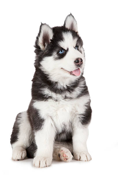 istock Purebred Siberian Husky puppy 531068476