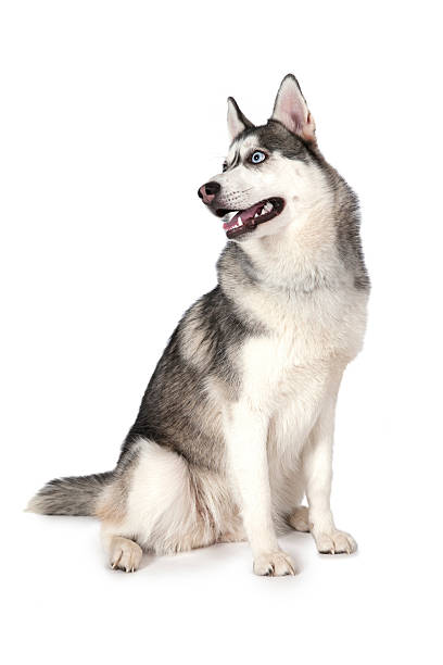 istock Purebred Siberian Husky dog 531068970