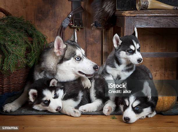 ハスキー犬のファミリー - そり犬のストックフォトや画像を多数ご用意 - そり犬, ふわふわ, イヌ科