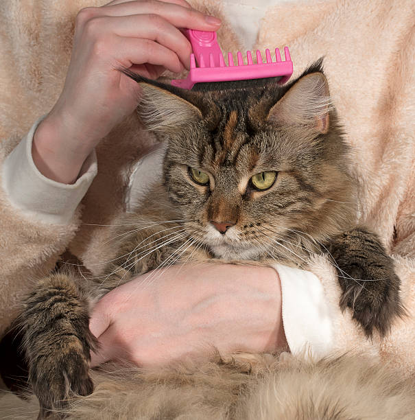 istock Maine Coon in her arms 531069560