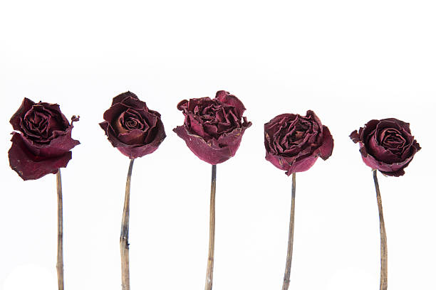 Dry pink roses on a white background, top view, copy space. Dead roses close up. The concept of loneliness, age, sadness, old age, unhappy love, loss.