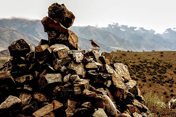 Little bird sitting at stones at mountains background