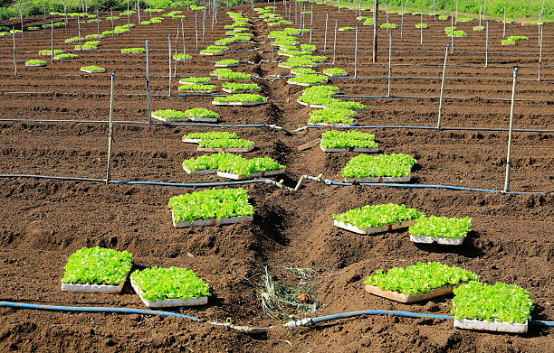 istock Agricultural industry. Growing salad lettuce on field 531070300