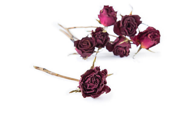 istock Dry rose and blurred roses background isolated on white background. 531070822