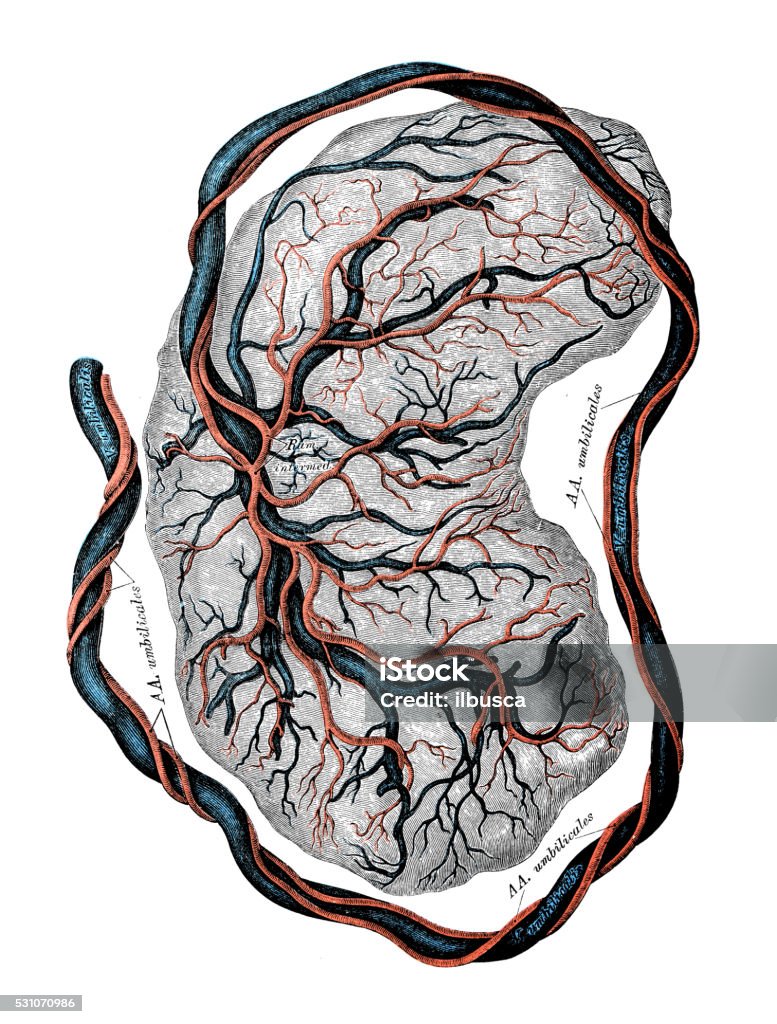 Human anatomy scientific illustrations: Placenta Human anatomy scientific illustrations with latin/italian labels: Placenta Placenta stock illustration
