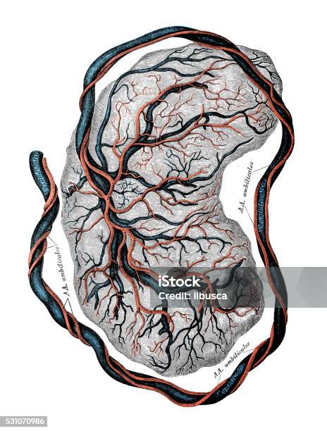 Human Anatomy Scientific Illustrations Placenta Stock Illustration - Download Image Now - Placenta, Old-fashioned, Retro Style