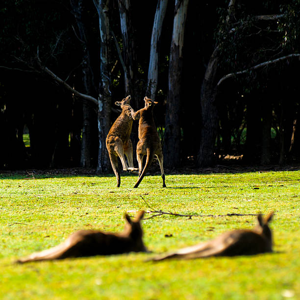 Duo A pair of kangaroos are playing while an other pair is watching the show. kangaroos fighting stock pictures, royalty-free photos & images