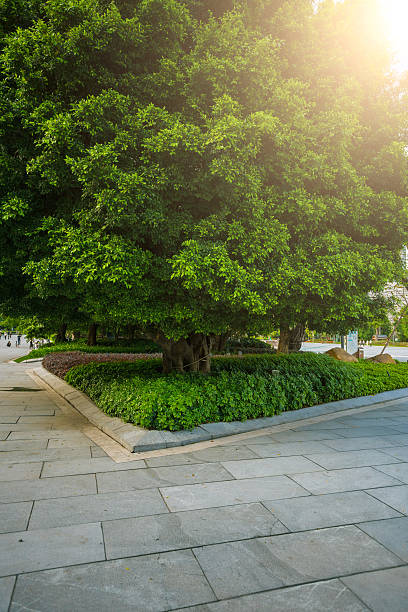 istock Big tree in city park 531071948