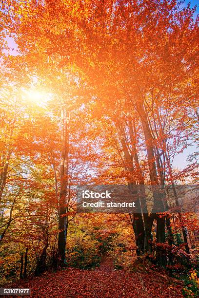 Autumn Lanshaft Stock Photo - Download Image Now - 2015, Aging Process, Ancient