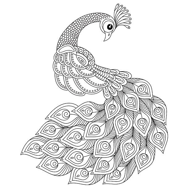 ilustraciones, imágenes clip art, dibujos animados e iconos de stock de pavo real. adulto antiestrés para colorear página. - peacock feather outline black and white