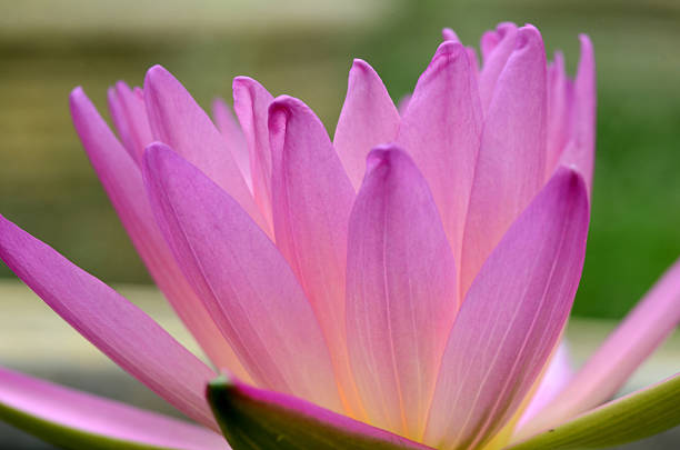 istock purple lotus flower. 531072474