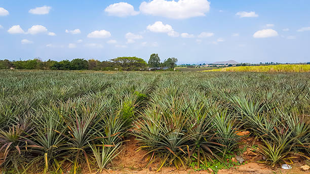 istock pineapple plantation under blue sky in Thailand 531073152