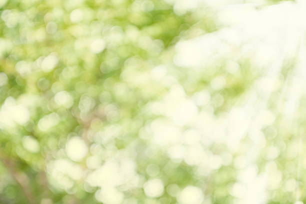 istock Green and white blur bokeh with sunlight 531073380
