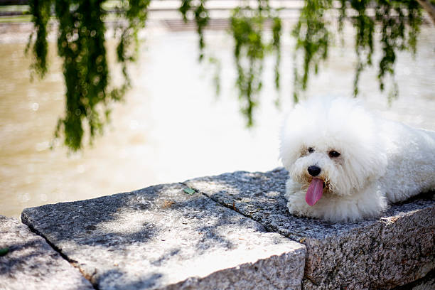 istock Cute bichon frieze 531073446
