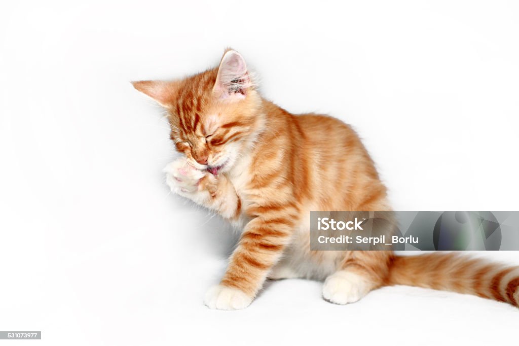 Yellow cat cleaning 2015 Stock Photo