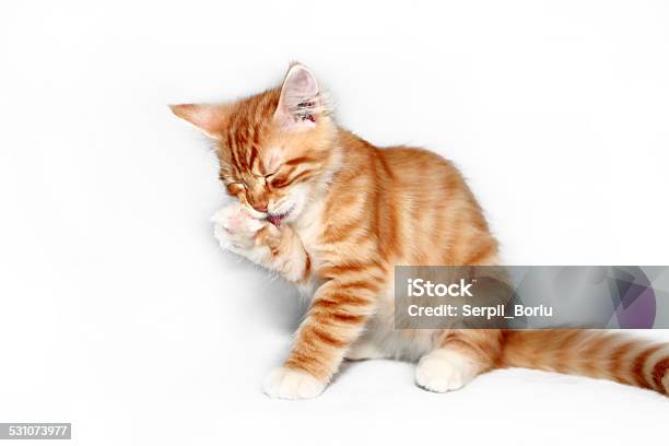 Yellow Cat Cleaning Stock Photo - Download Image Now - 2015, Animal, Animal Hair