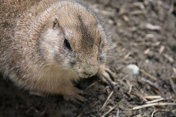 The Gunnison's Prairie Dog (Cynomys gunnisoni) is a rodent and member of the squirrel family.  They are primarily distributed in the Four Corners region of Utah, Colorado, New Mexico and Arizona.  Their coats are light brown mixed with black-colored hairs. The top of the head, cheeks, and eyebrows are darker than the rest of the body. The tail is mostly white.  The prairie dog’s eyes are on the sides of the head to give them wide peripheral vision to more easily spot predators.  The Gunnison's prairie dog typically feeds during the day on grasses, herbs, and leaves.  In the spring, they feed on newly grown shrubs.  In the summer they mainly consume seeds.  Prairie dog habitat includes meadows, grasslands, high desert and floodplains. They are often found in areas of rabbitbrush, sagebrush, and saltbrush.  Gunnison's prairie dogs live in large colonies of up to several hundred.  They are more active in the early morning and late afternoon especially during hot weather.  When the temperatures are cooler, they become more active throughout the day. When it rains or snows, the prairie dog will spend its time underground.  When they are above ground, they feed, make social contact, look out for predators, groom and dig their burrows.  During the winter, the Gunnison's prairie dog hibernates for long periods of time without food or water, instead relying on stored fat and physiological adaptations to slow their metabolism.  After hibernation, they become active from April through October.  The Gunnison's prairie dog has a complex system of vocal communication.  Their bark is a combination of high-pitched syllables to identify various predators.  They also have different sounds for an \