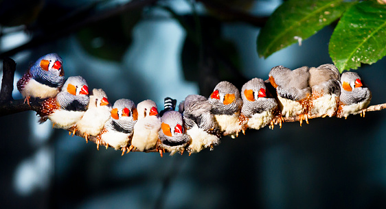 Twelve of  Zebra Finch sitting together on a tree branch and sunning .