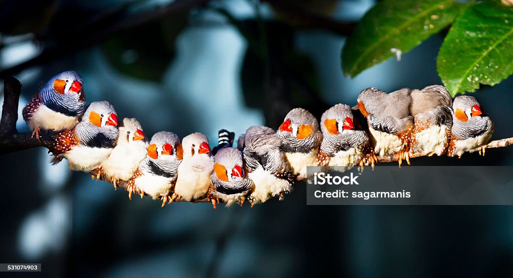 Line of Zebra Finch (Taeniopygia Guttata) on a branch Twelve of  Zebra Finch sitting together on a tree branch and sunning . Bird Stock Photo