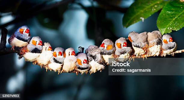 Line Of Zebra Finch On A Branch Stock Photo - Download Image Now