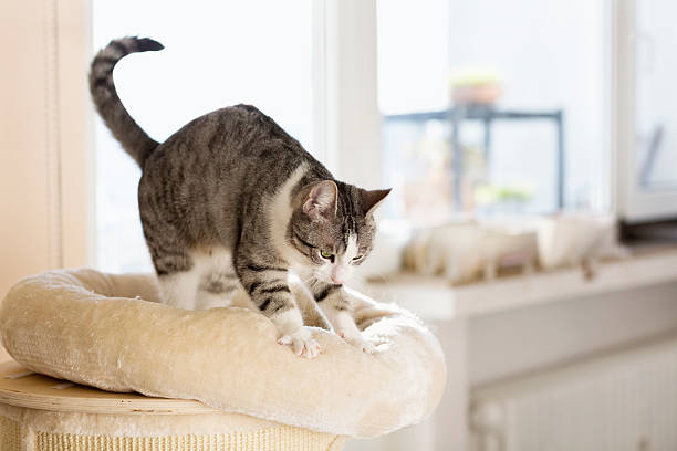 Tabby cat kneading her cushion stock photo