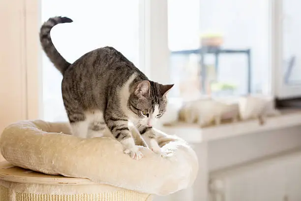cute tabby cat kneading cushion at sunny day
