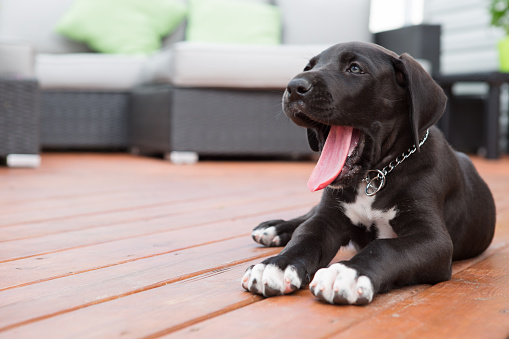 Black great Dane puppy yawning on deck