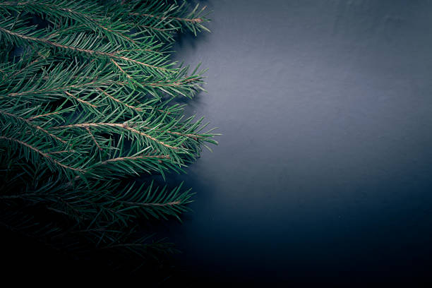 istock branches of a Christmas tree on a dark background. 531075723