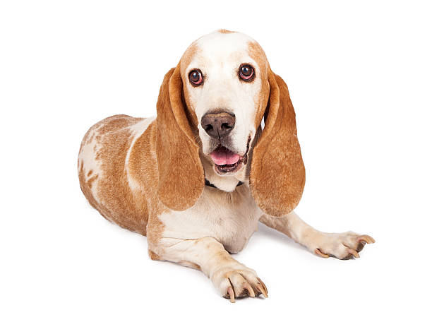istock Pretty Basset Hound Dog Laying 531077041