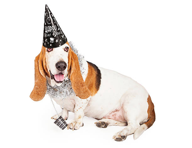 istock New Years Basset Hound Dog 531077043