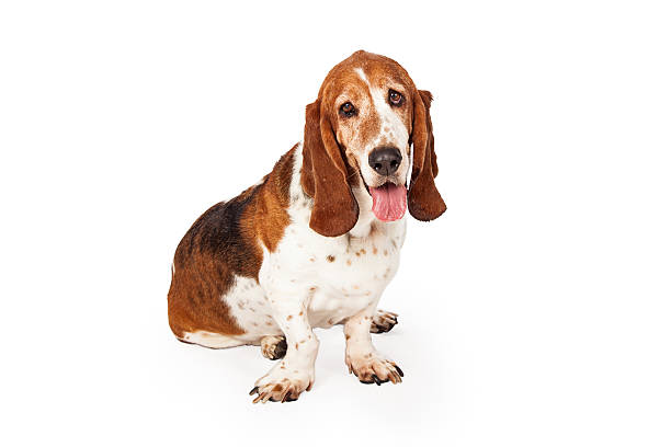 istock Funny Sleepy Basset Hound Dog 531077231