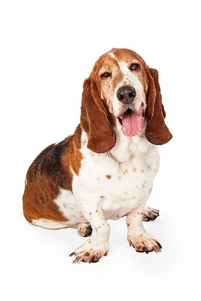 istock Funny Basset Hound Dog Winking 531077235