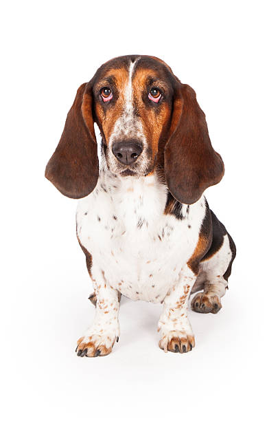 istock Cute Black and Tan Basset Hound Dog 531077249