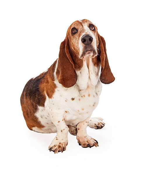 istock Cute Basset Hound Dog Sitting 531077253