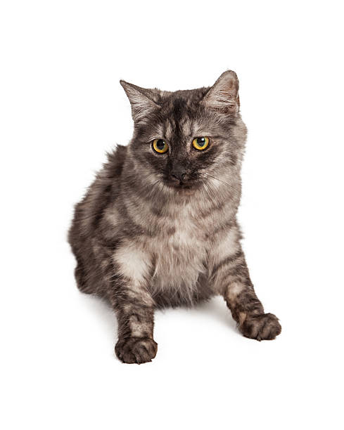 istock Beautiful Black and White Striped Kitten 531077595
