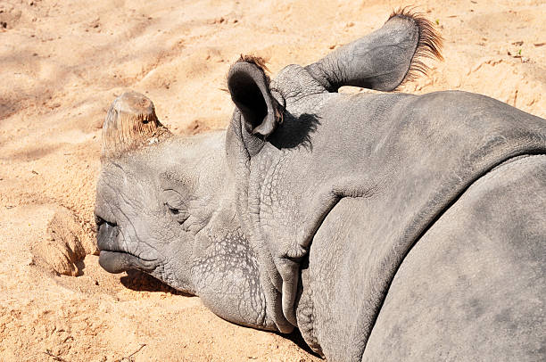 A Nepal Rhinoceros eating a tree branch.