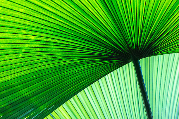 Banana Leaves