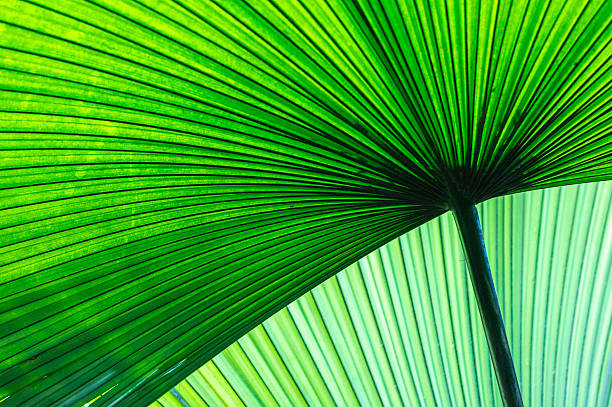 Banana Leaves This photo was taken at in the Palm House at Kew Gardens in London, 3rd January 2015. Banana leaves can be used for cooking, wrapping and food serving in a wide range of cuisines of tropical and subtropical areas. They can be also used for decorative and symbolic purposes in numerous Hindu and Buddhist ceremonies.  kew gardens stock pictures, royalty-free photos & images