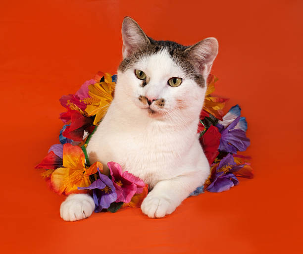 istock White and tabby cat wrapped Christmas tinsell lying on orange 531083951
