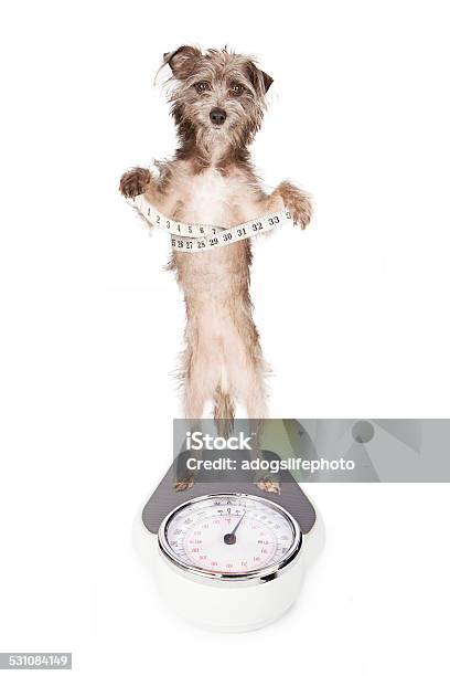 Dog On A Scale With Measuring Tape Stock Photo - Download Image Now - 2015, Animal, Canine - Animal