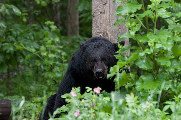 istock Big Black Bear with Pink Flowers in Foreground 531084325