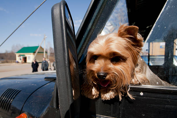 istock Dog in the car 531085239