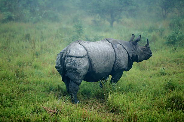 Indian rhino -rhinoceros unicornis- at dawn wandering the grasslands that border the Rapti river in the bufferzone off the Chitwan Nnal.Park in the Terai area. Chitwan district-Narayani zone-Nepal.